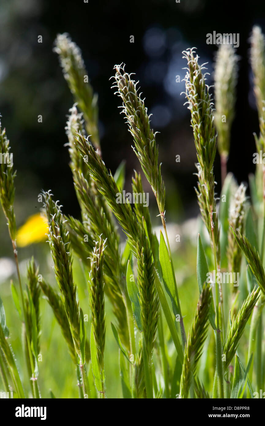 Sweet vernal grass, Anthoxanthum odoratum, flowering Stock Photo Alamy