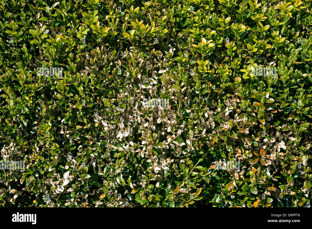 Box blight, Cylindrocladiumn buxicola, damage to Buxus sempervirens parterre hedge Stock Photo