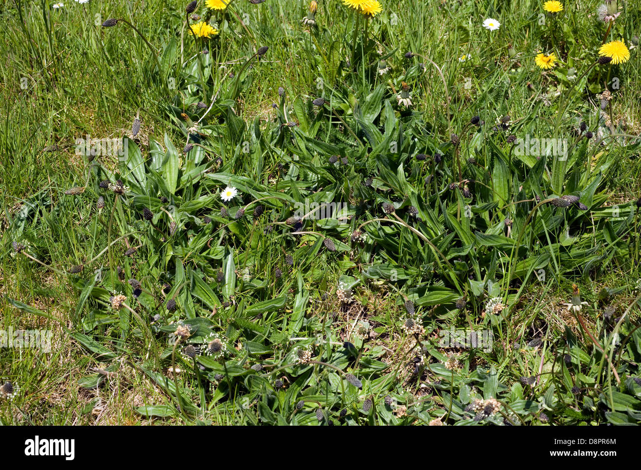 Ribwort plantain, Plantago lanceolata, flowering in short grass Stock Photo