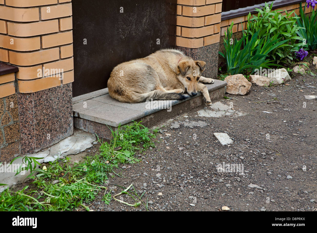 Dog sad about doors on the street Stock Photo