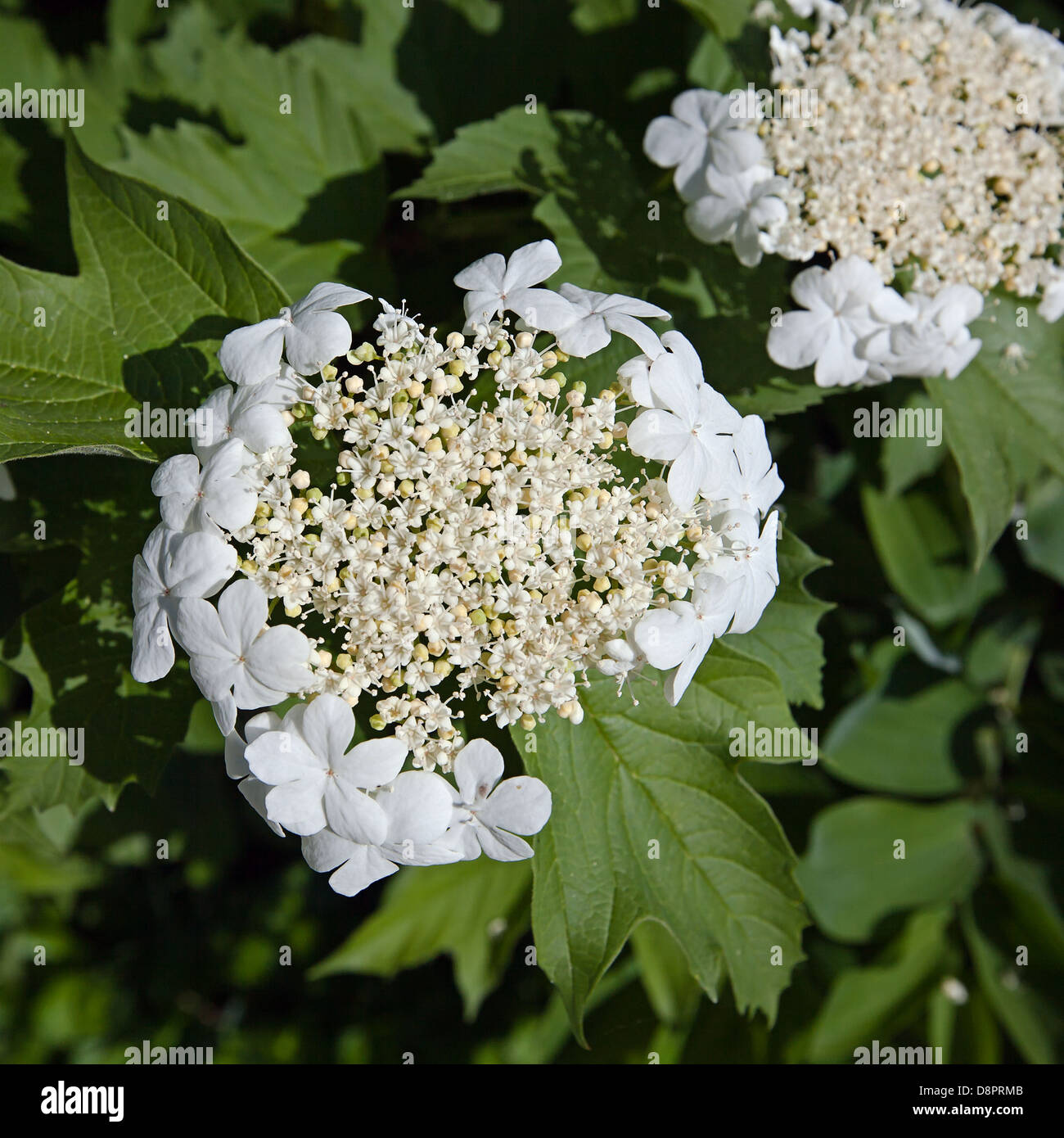 White flower Viburnum opulus in the garden around Moscow Stock Photo