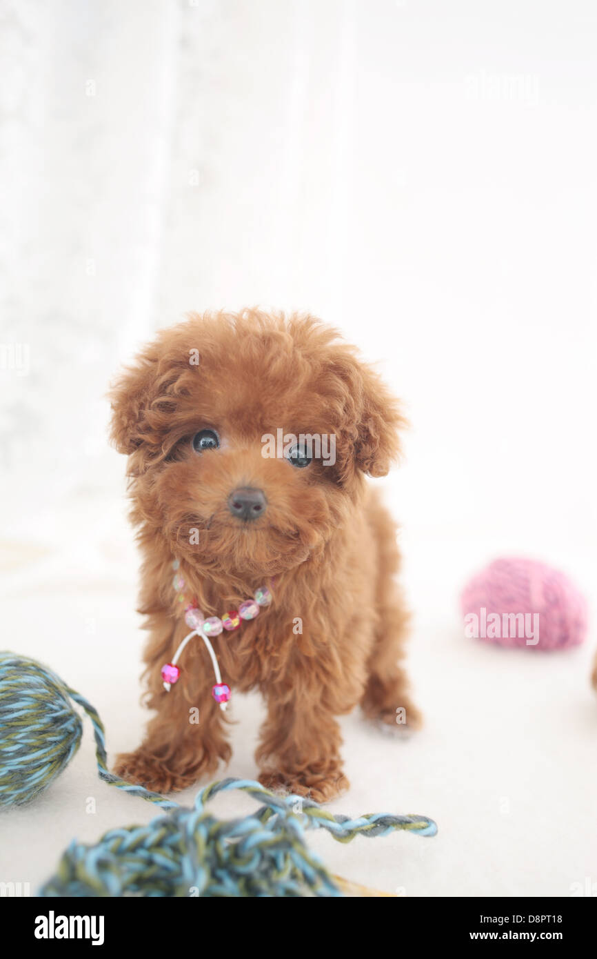 Yarn poodle hi-res stock photography and images - Alamy