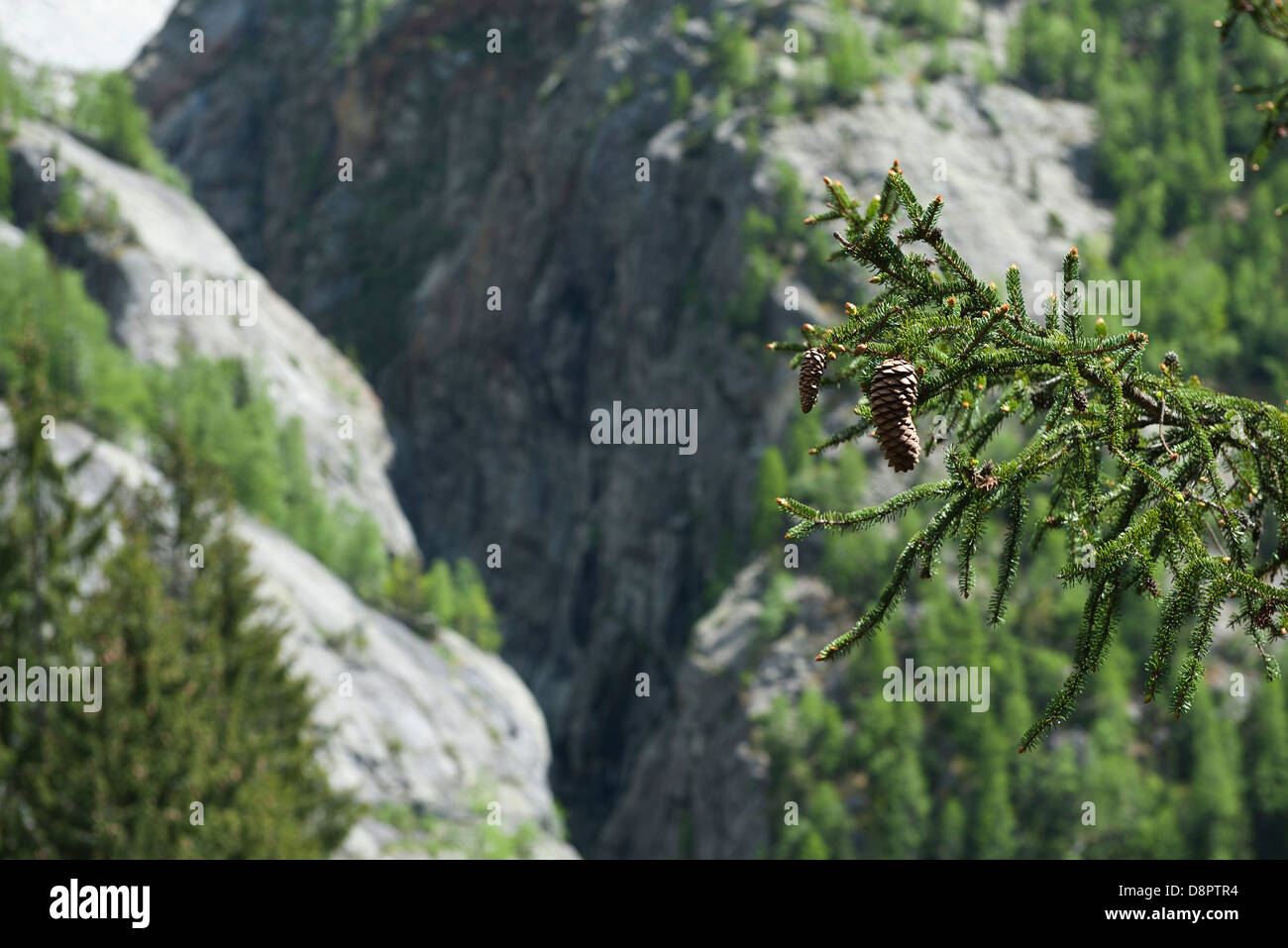 Pine tree branches hi-res stock photography and images - Alamy