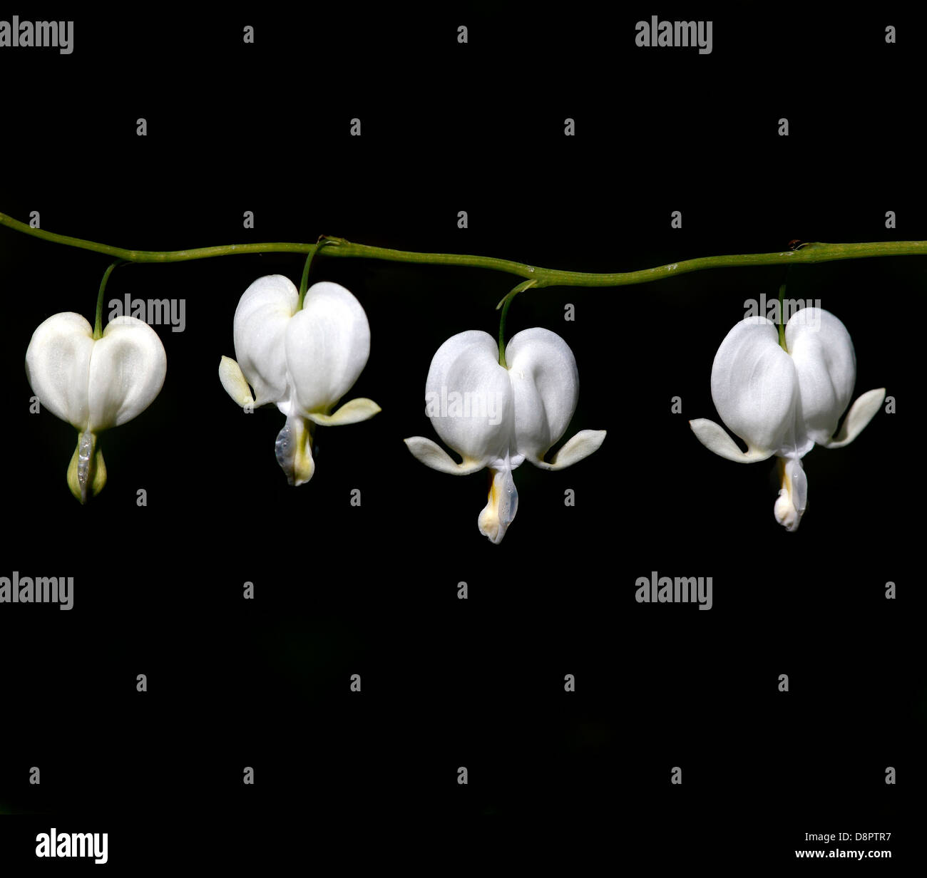 Bleeding heart flowers in white on black background Stock Photo - Alamy