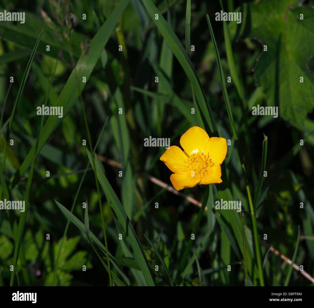 Creeping buttercup hi-res stock photography and images - Alamy