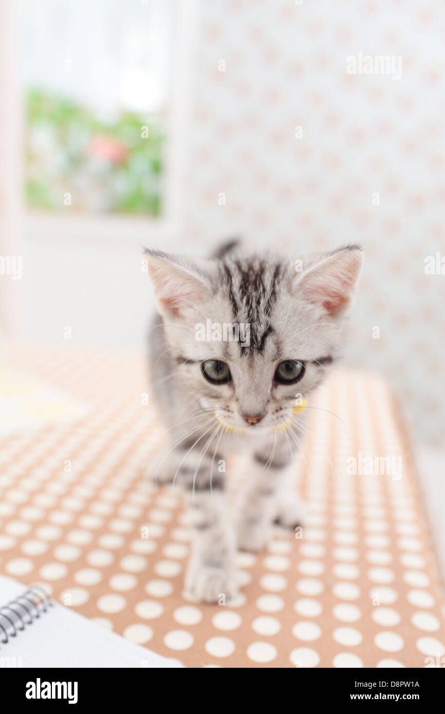Yellow american shorthair hi-res stock photography and images - Alamy, image size:866x1390