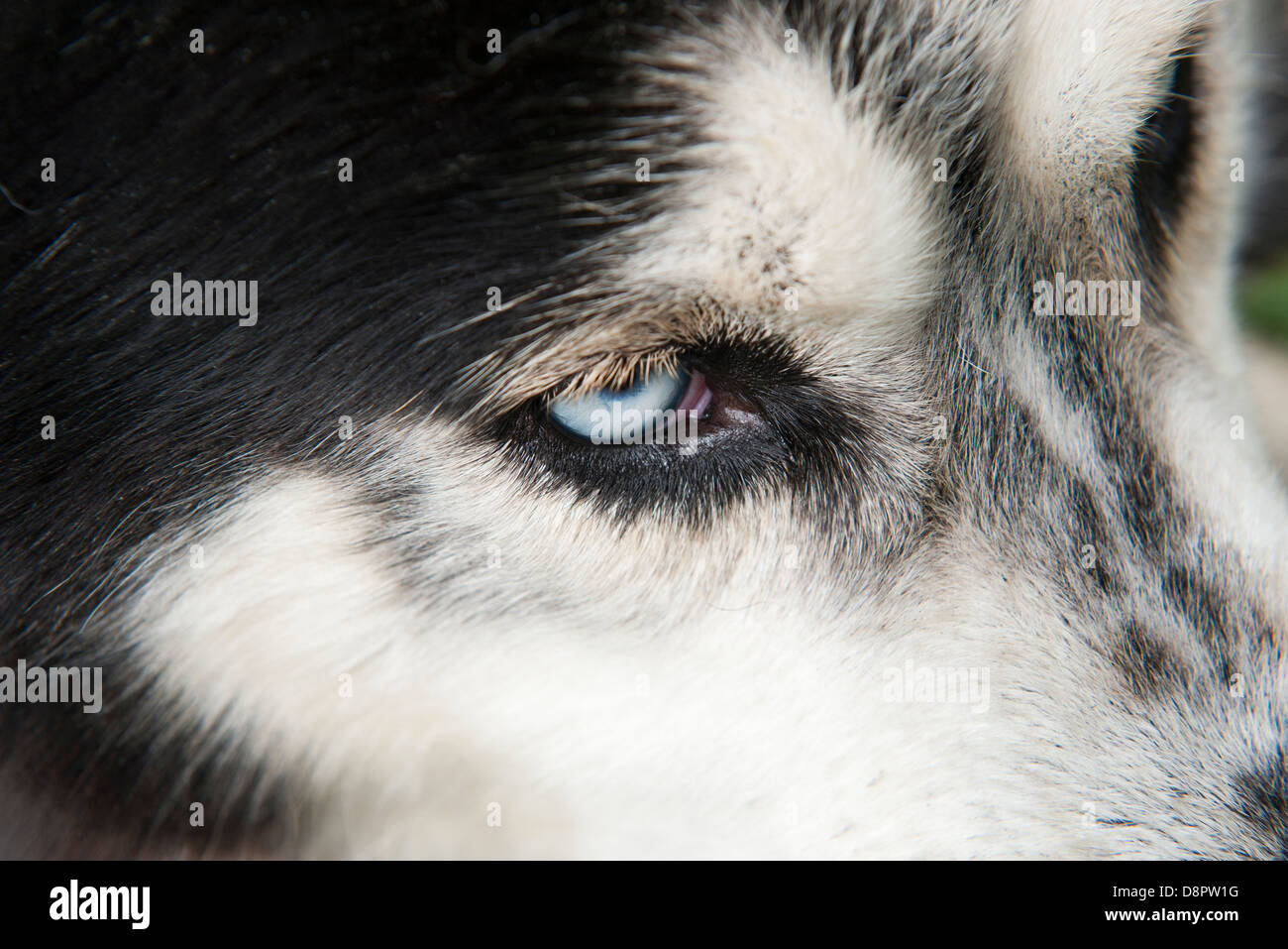 Extreme close up dog hi-res stock photography and images - Alamy