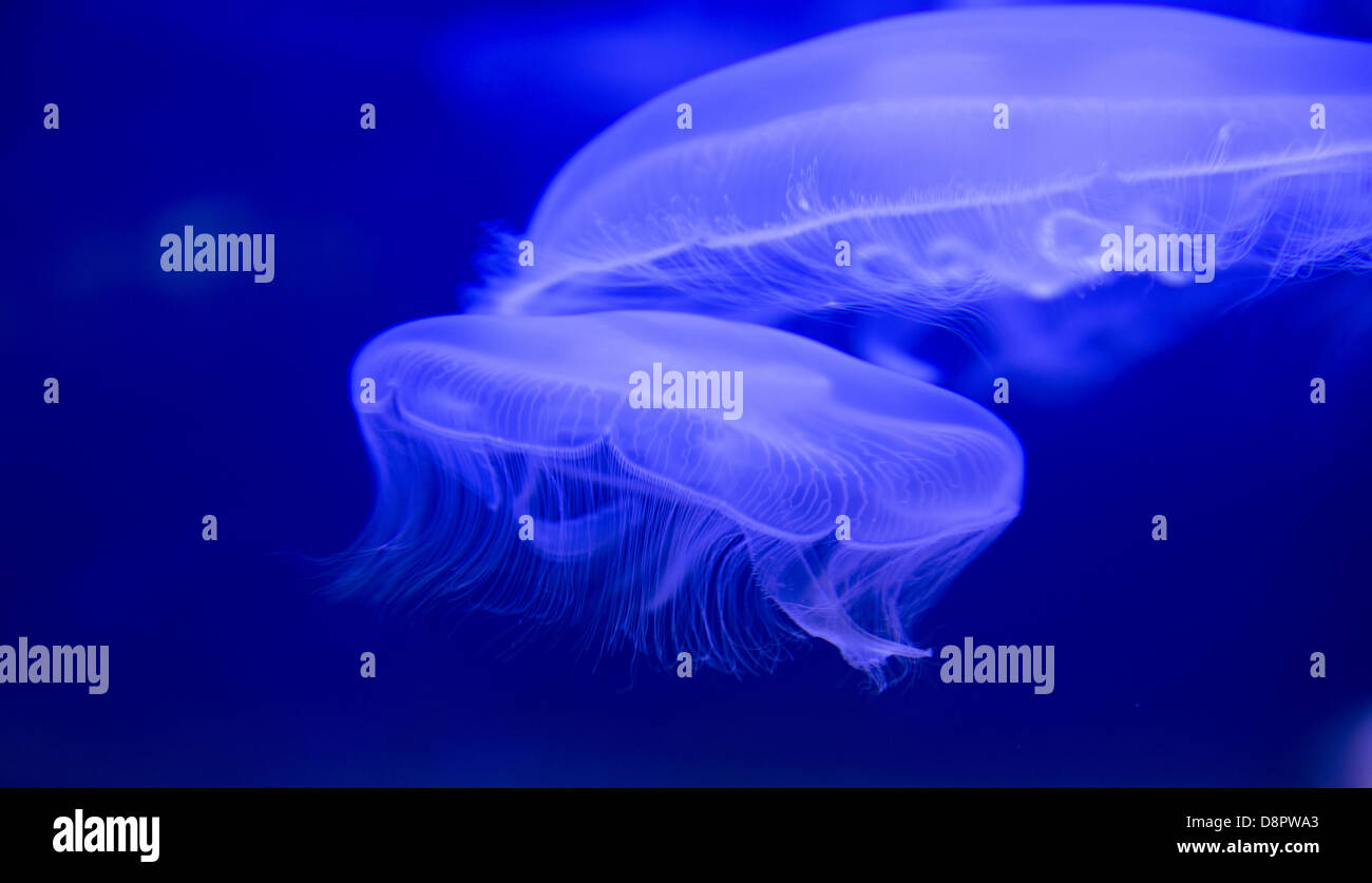 Aurelia Aurita Moon jellyfish white transparent in blue water Stock Photo