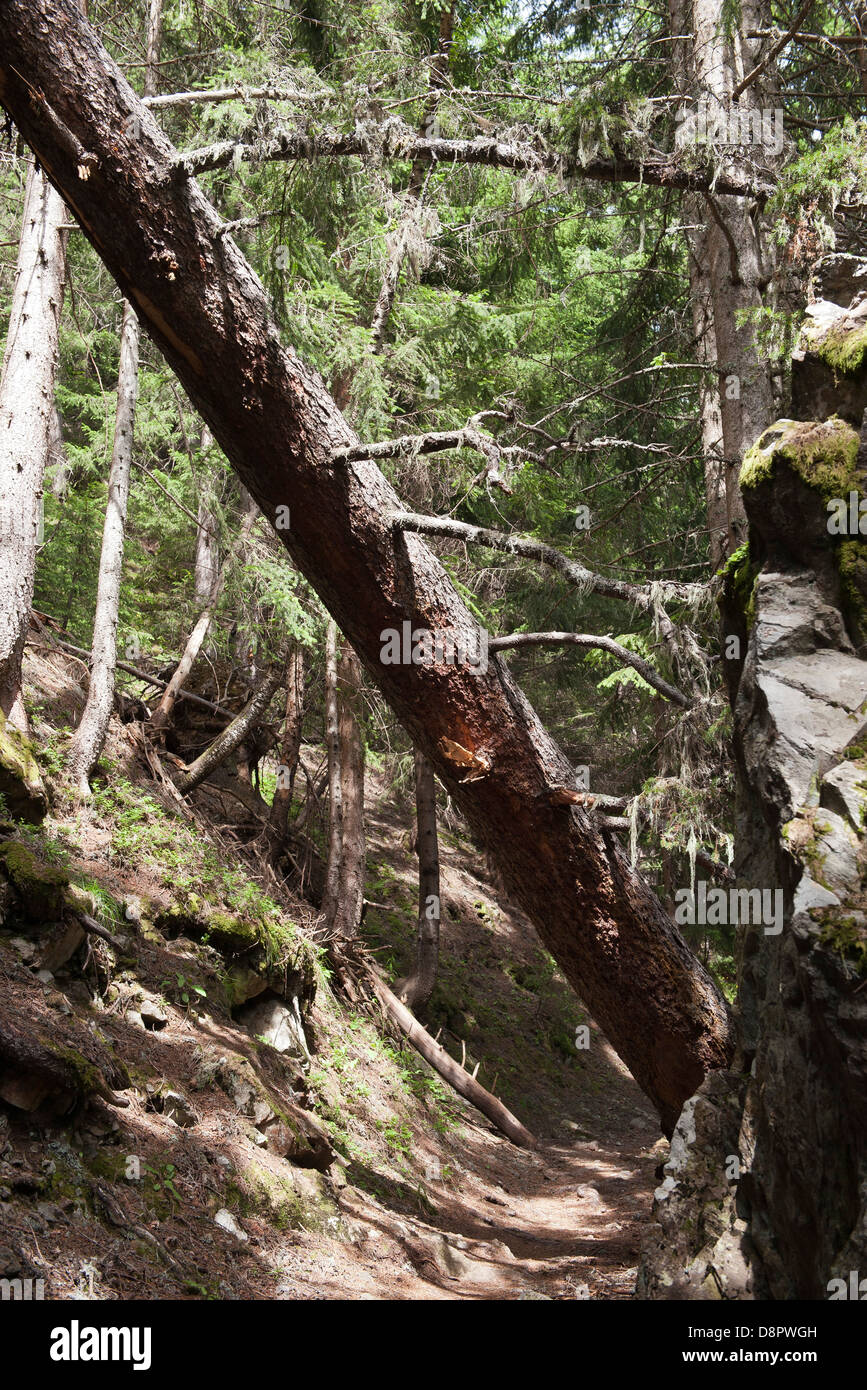 Fallen dead tree in forest Stock Photo