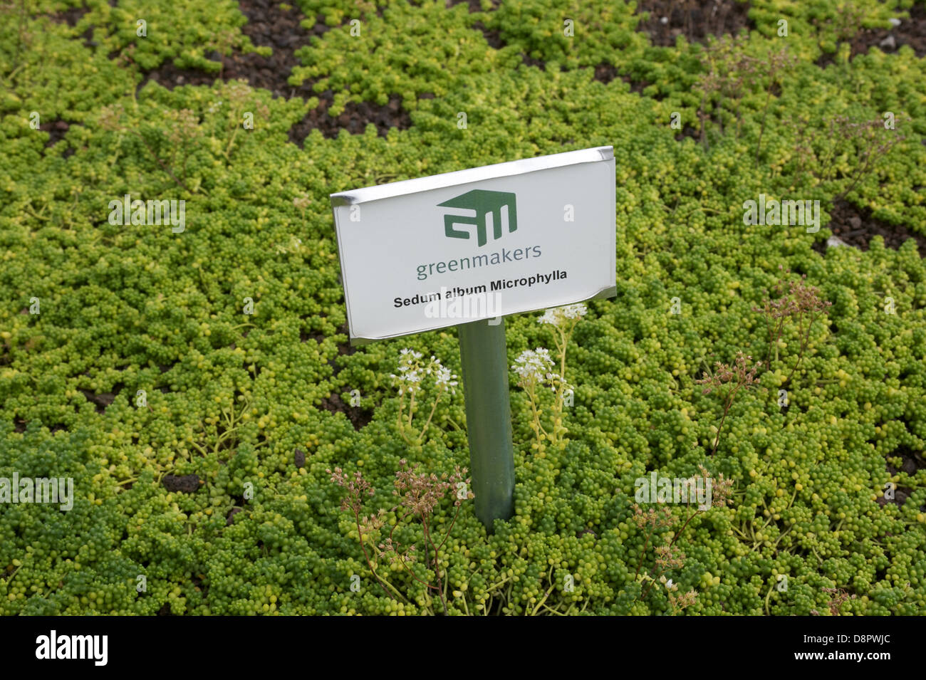 Greenmakers sedum album Microphylla used for green or living rooftops on buildings Stock Photo