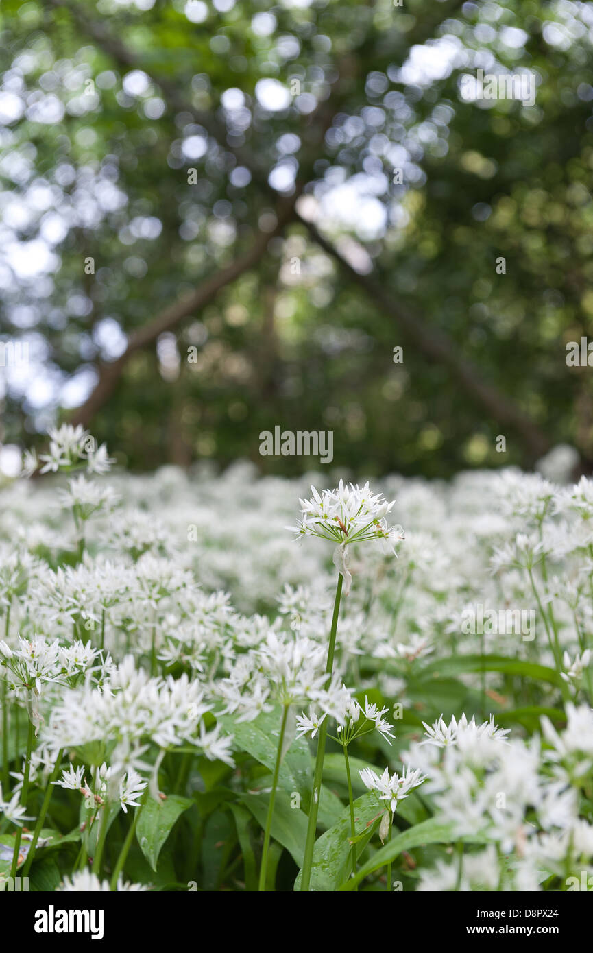 Masses of Wild Garlic plants in full bloom flowering beneath canopy of leaves soon to block out light to forest floor Stock Photo
