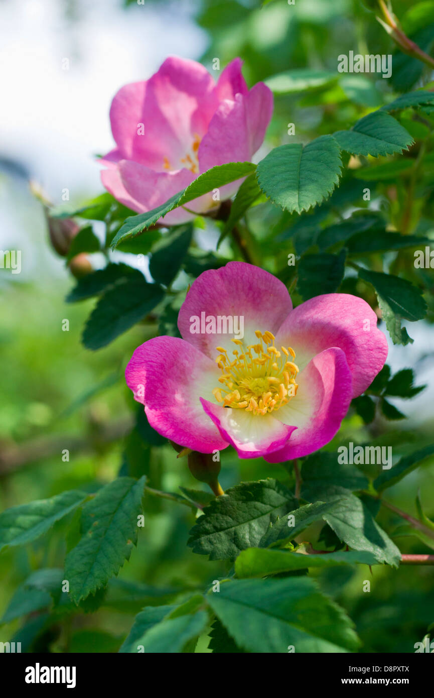 Pink Rose bush Stock Photo