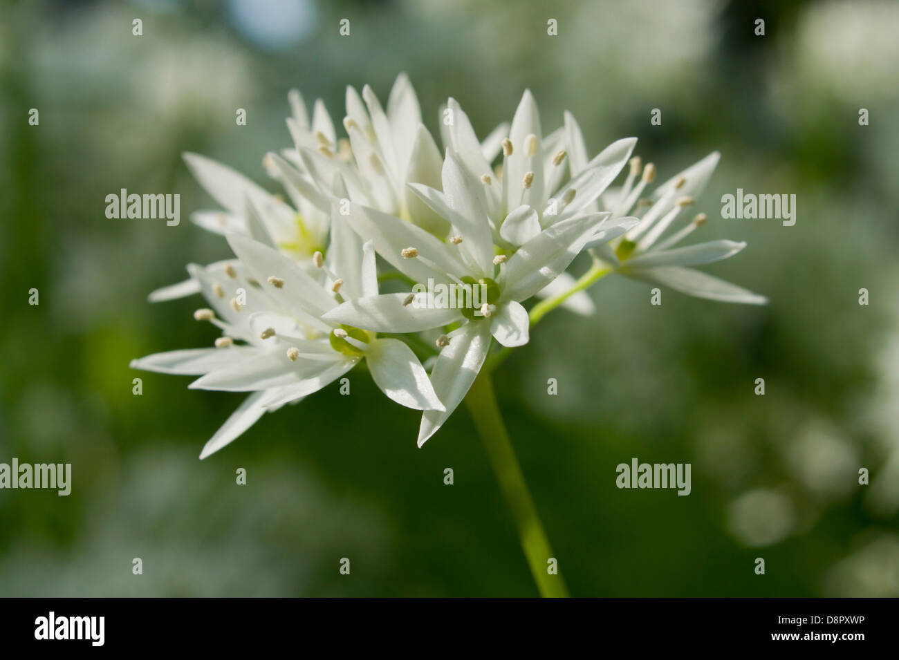Single White wild garlic flower Stock Photo Alamy