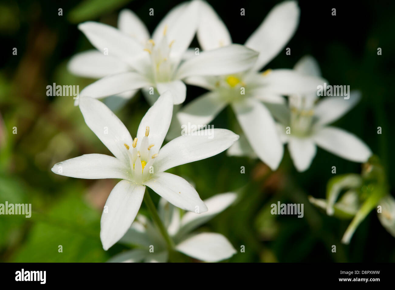 Ornithogalum Stock Photo