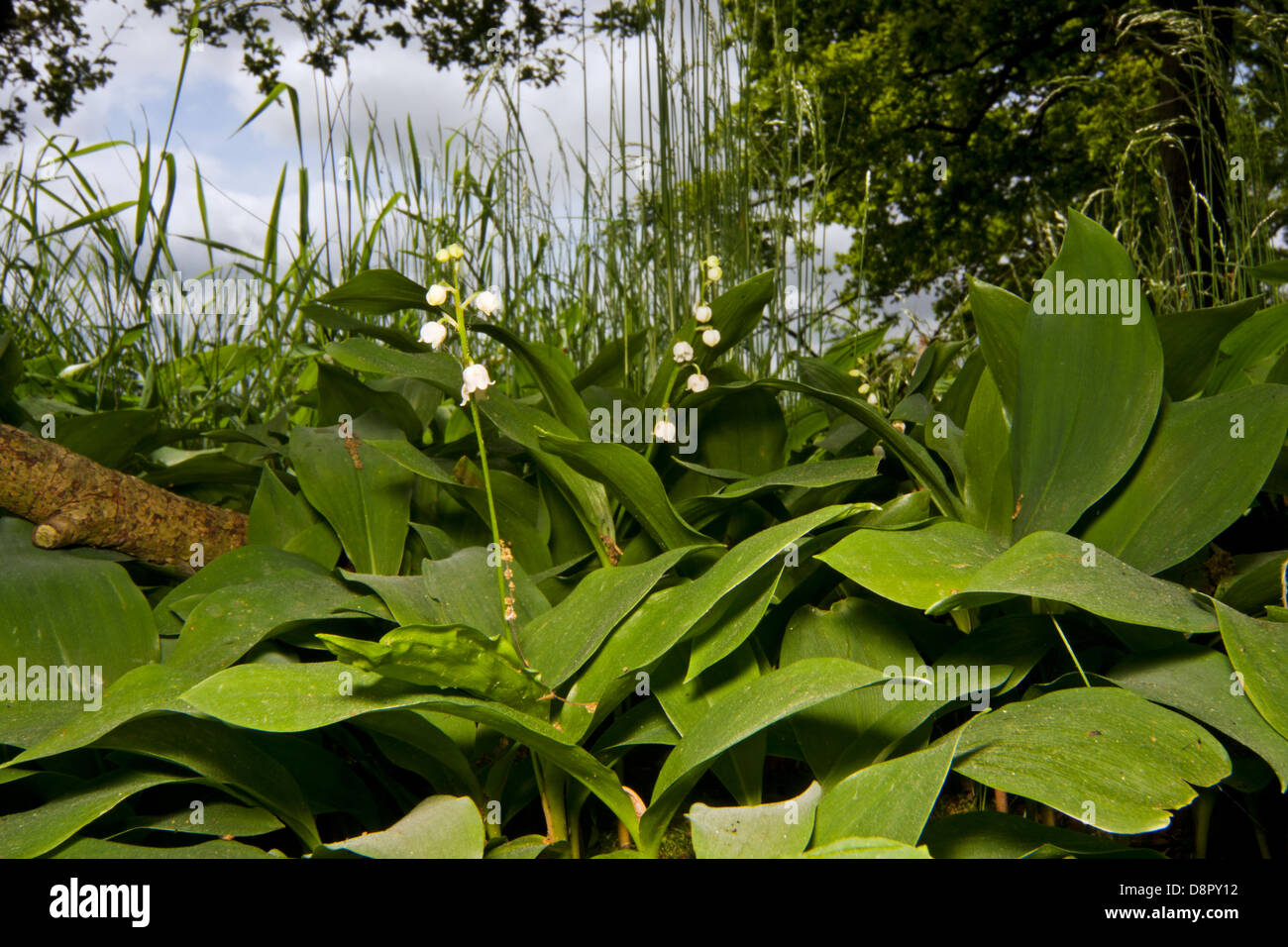 Lilies of the Valley Stock Photo Alamy