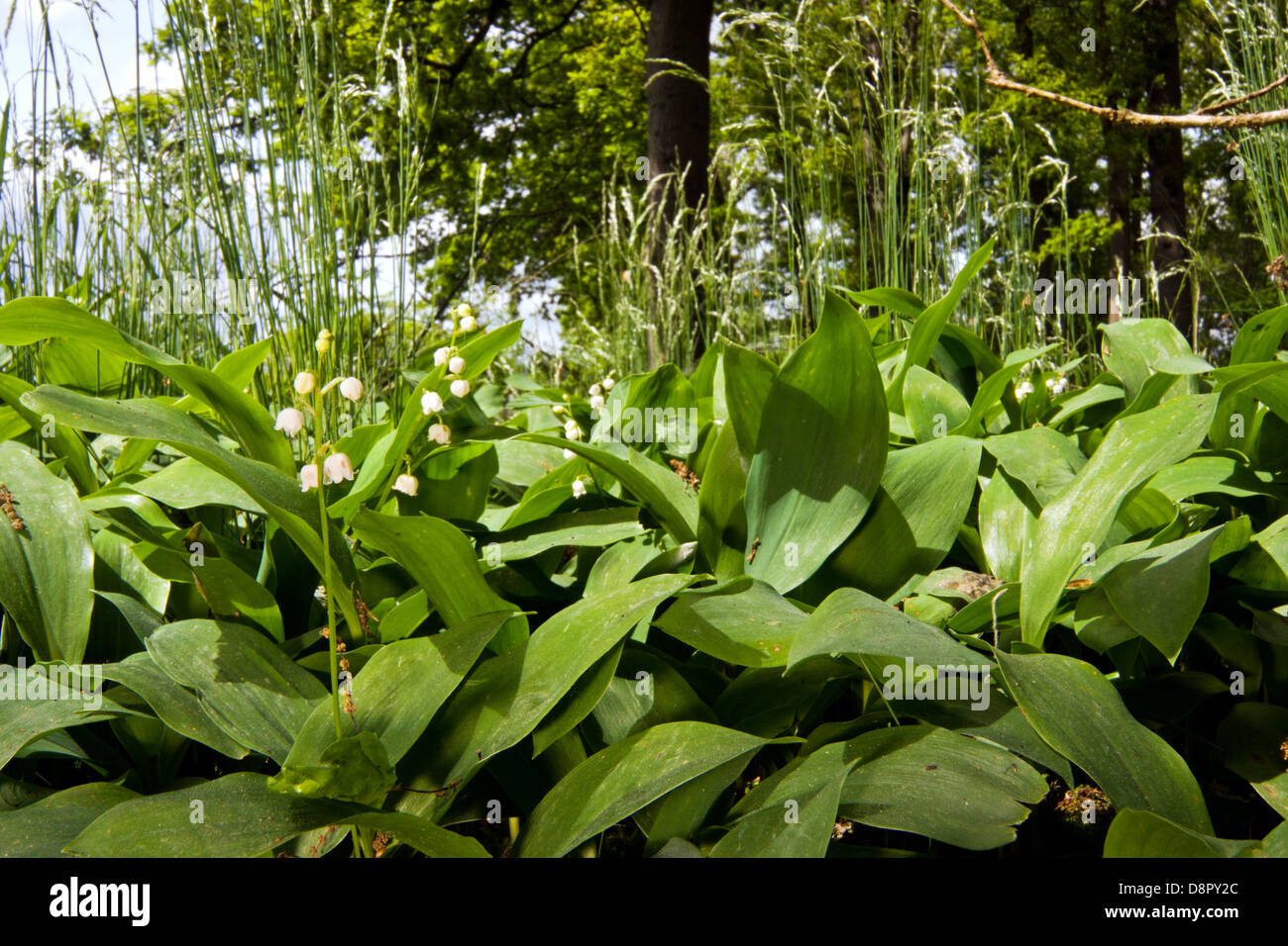 Lilies of the Valley Stock Photo Alamy