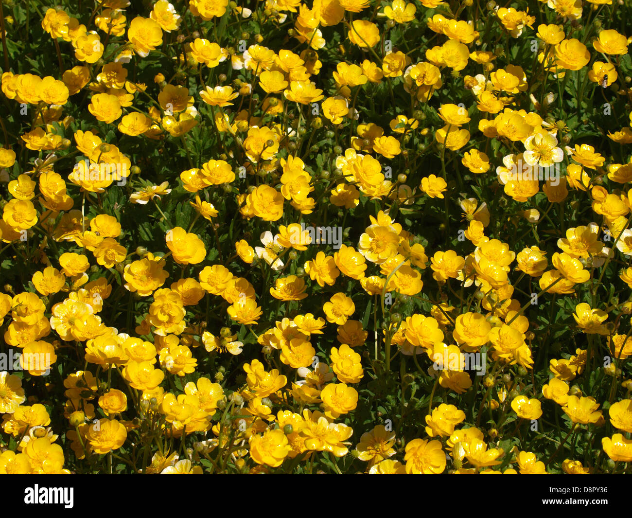 Buttercup patch hi-res stock photography and images - Alamy