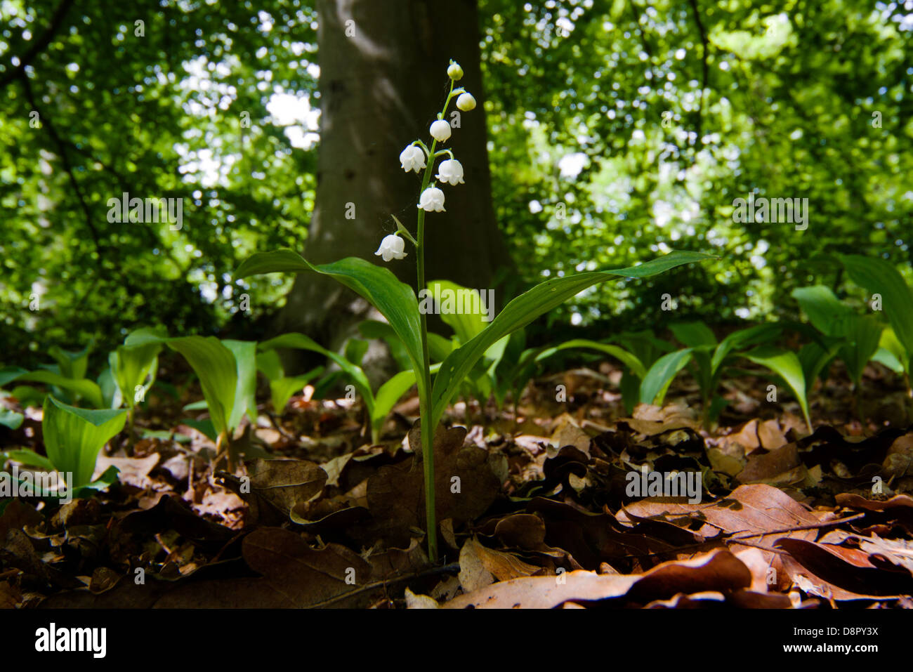 Lily of the Valley in spring in dead leaves under a Beech tree Stock Photo