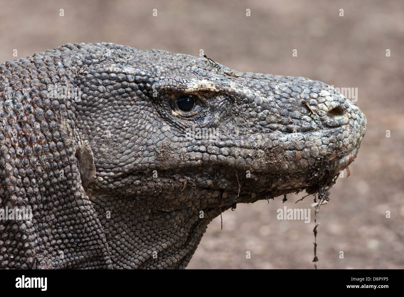 Komodo dragon in close-up Stock Photo