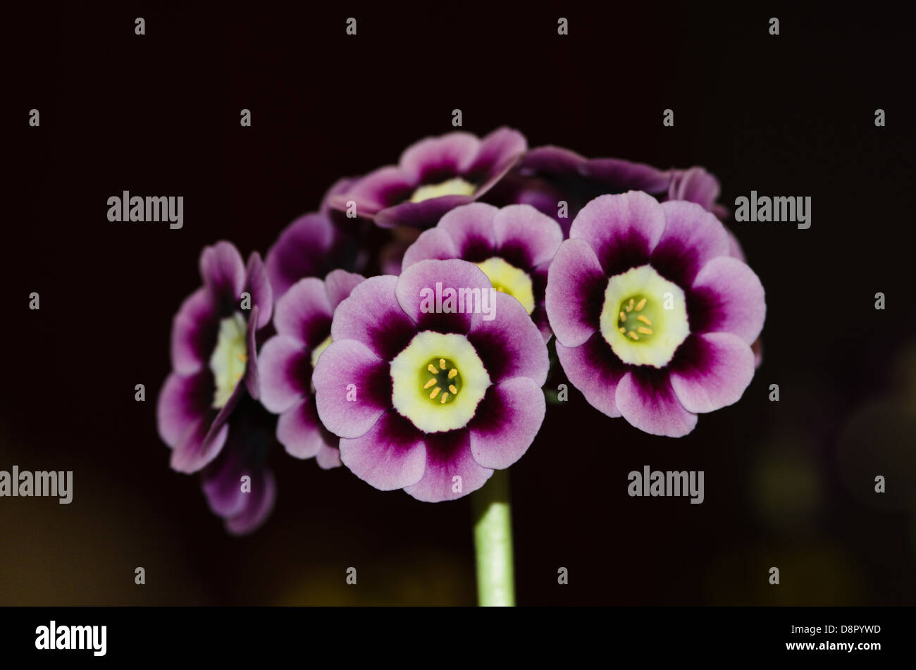 Purple primula auricula on black background Stock Photo