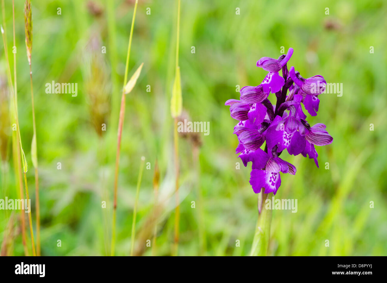 orchis morio, green winged orchid Stock Photo