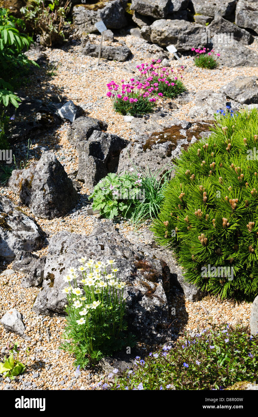 An alpine garden with dwarf pine and thrift Stock Photo