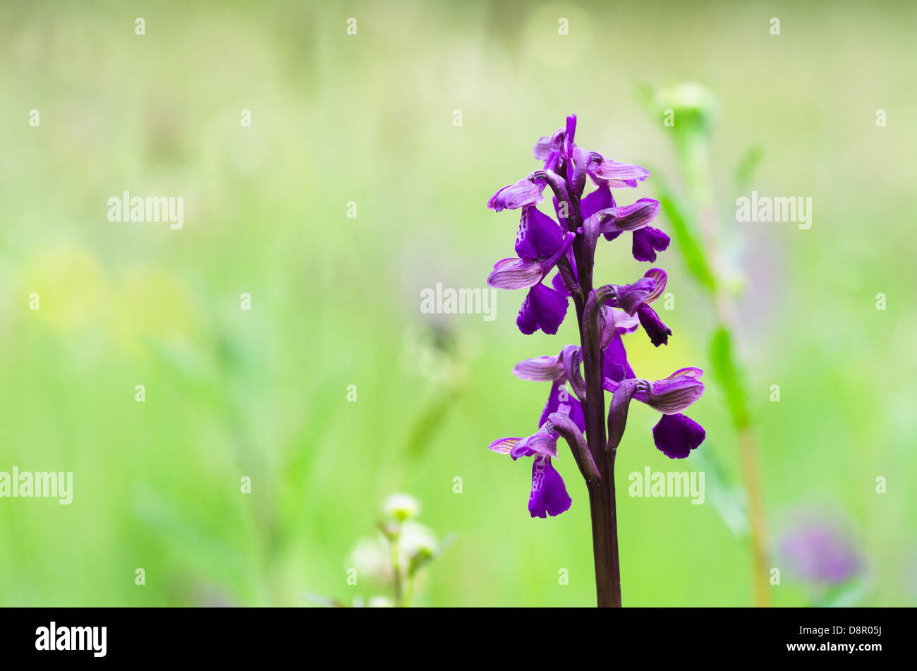 Green winged orchid, orchis morio Stock Photo