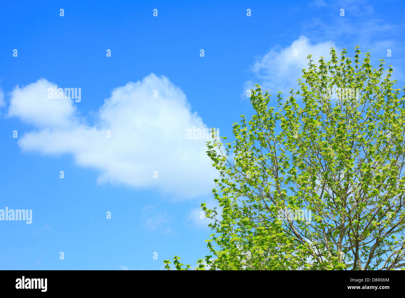 Green leaves and sky with clouds Stock Photo - Alamy