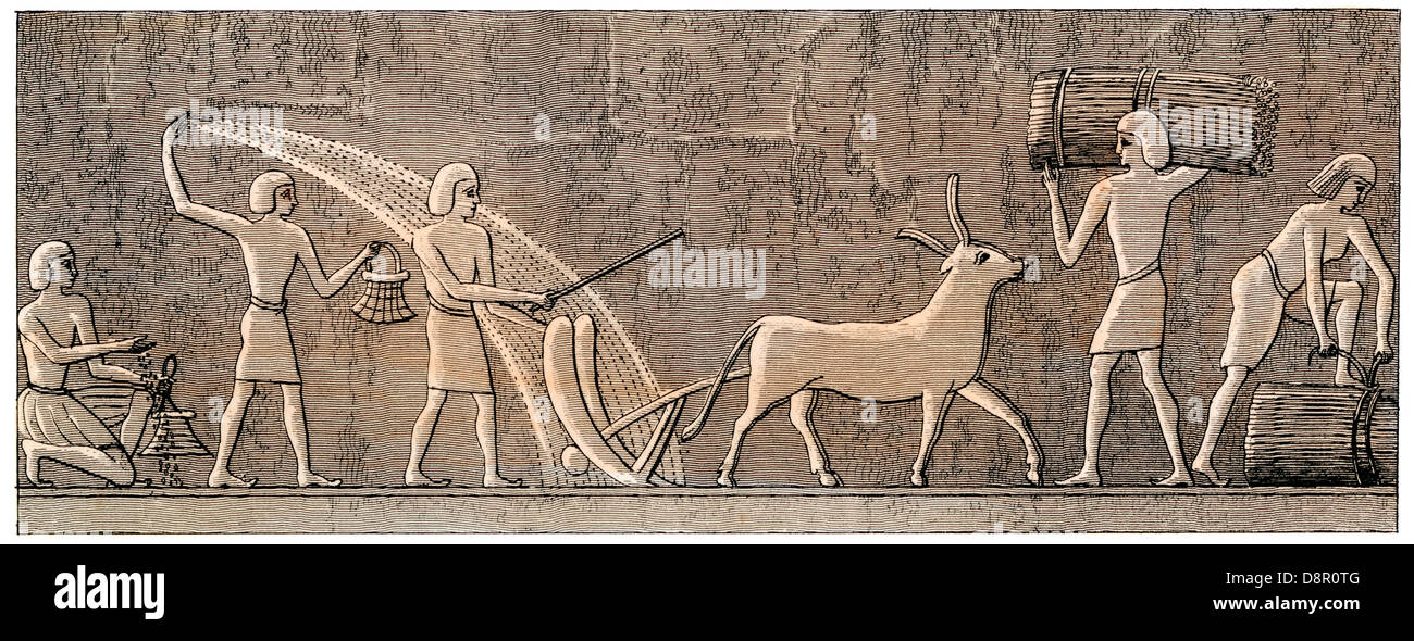Farmers plowing, sowing, and harvesting grain in ancient Egypt. Hand-colored woodcut Stock Photo
