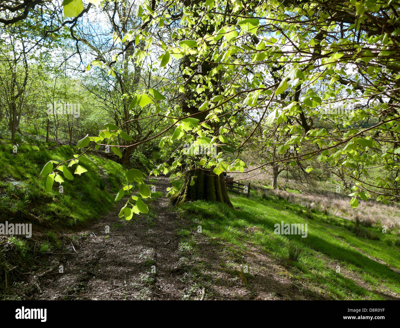 View along an old drovers track  with lime tree leaves in spring Llanwrda Carmarthenshire Wales UK  KATHY DEWITT Stock Photo