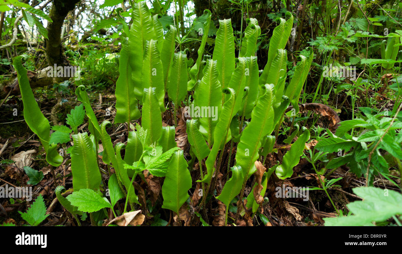 Harts tongue fern (Asplenium Scolopendrium Phyllitis) growing in a hedgerow in Carmarthenshire Wales UK  KATHY DEWITT Stock Photo