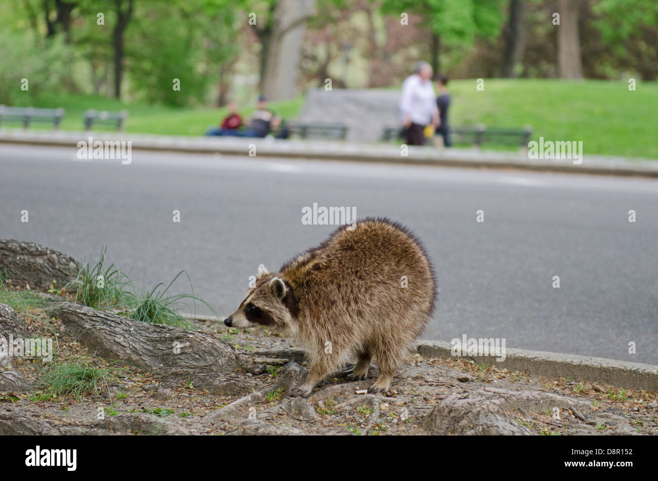 North American Racoon Procyon lotor in Central Park New York USA May Stock Photo