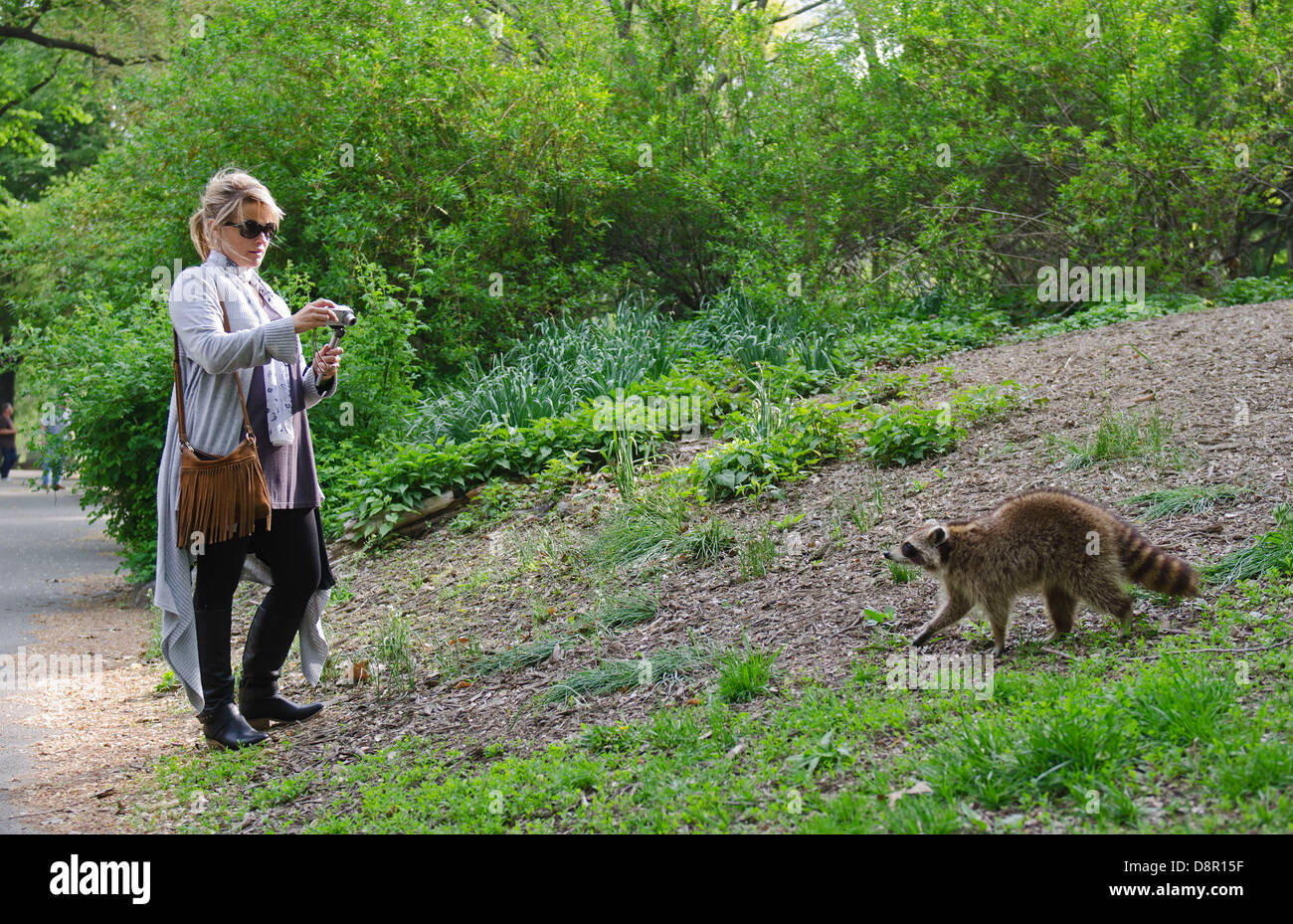 North American Racoon Procyon lotor in Central Park New York USA May Stock Photo
