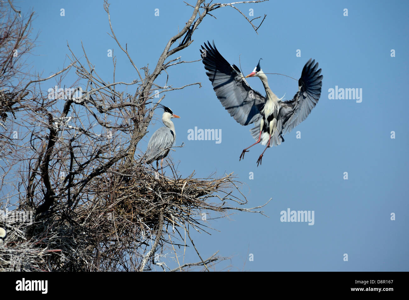 Grey Heron Ardea cinerea bringing stick to nest Norfolk UK Stock Photo