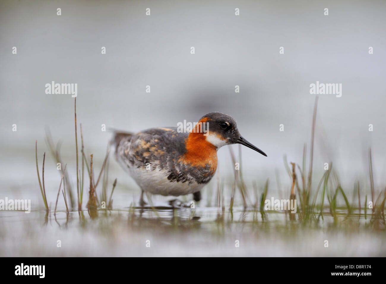 Red-necked Phalarope Phalaropus lobatus female on Loch Funzie Fetlar Shetland June Stock Photo