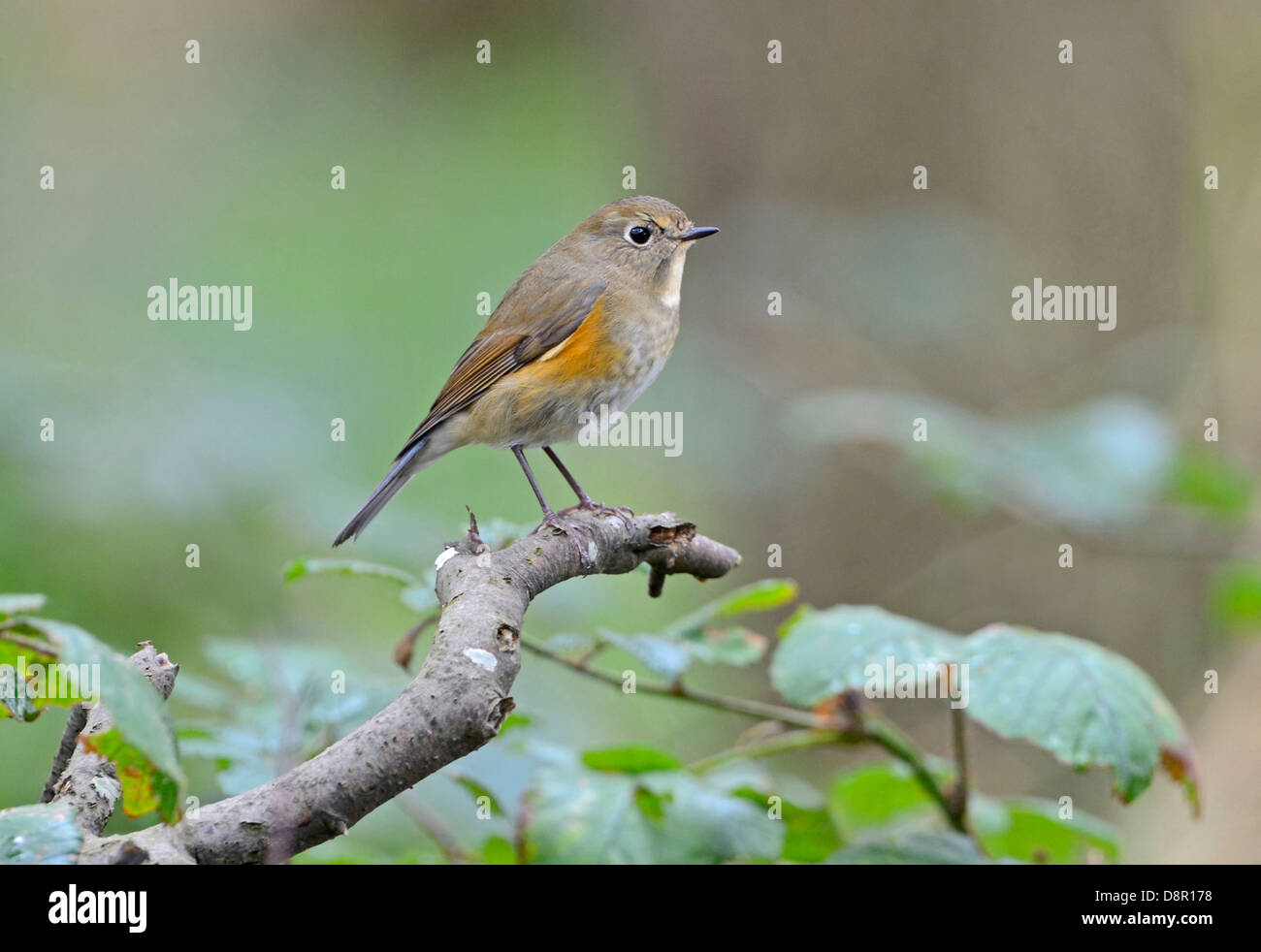 Red-flanked Bluetail (Tarsiger cyanurus), 1 st winter Stiffkey Norfolk October 2012 Stock Photo