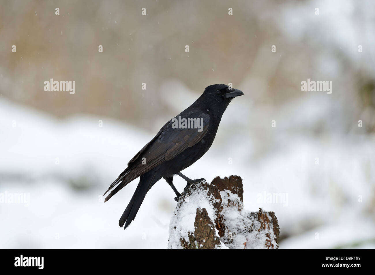 Carrion Crow Corvus corone Norfolk Stock Photo