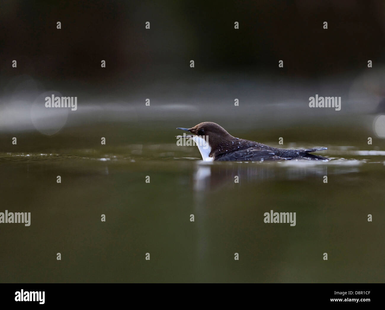 Black-bellied Dipper (Cinclus cinclus cinclus) Thetford Norfolk winter 2012/13 Stock Photo