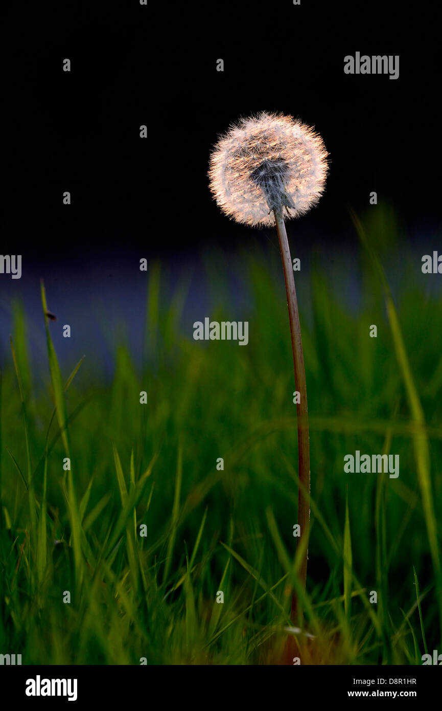 Dandelion seed head backlit Norfolk May Stock Photo