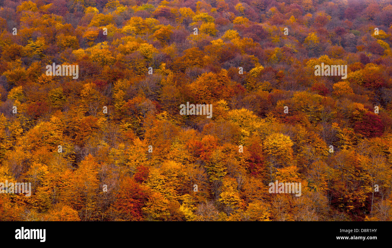 autumn fall trees Stock Photo