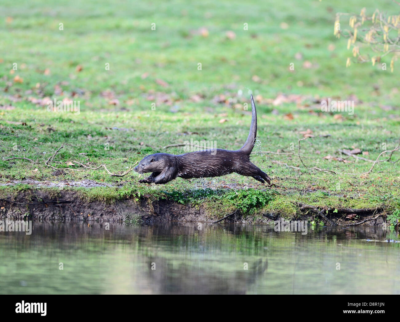 Running otter hires stock photography and images Alamy