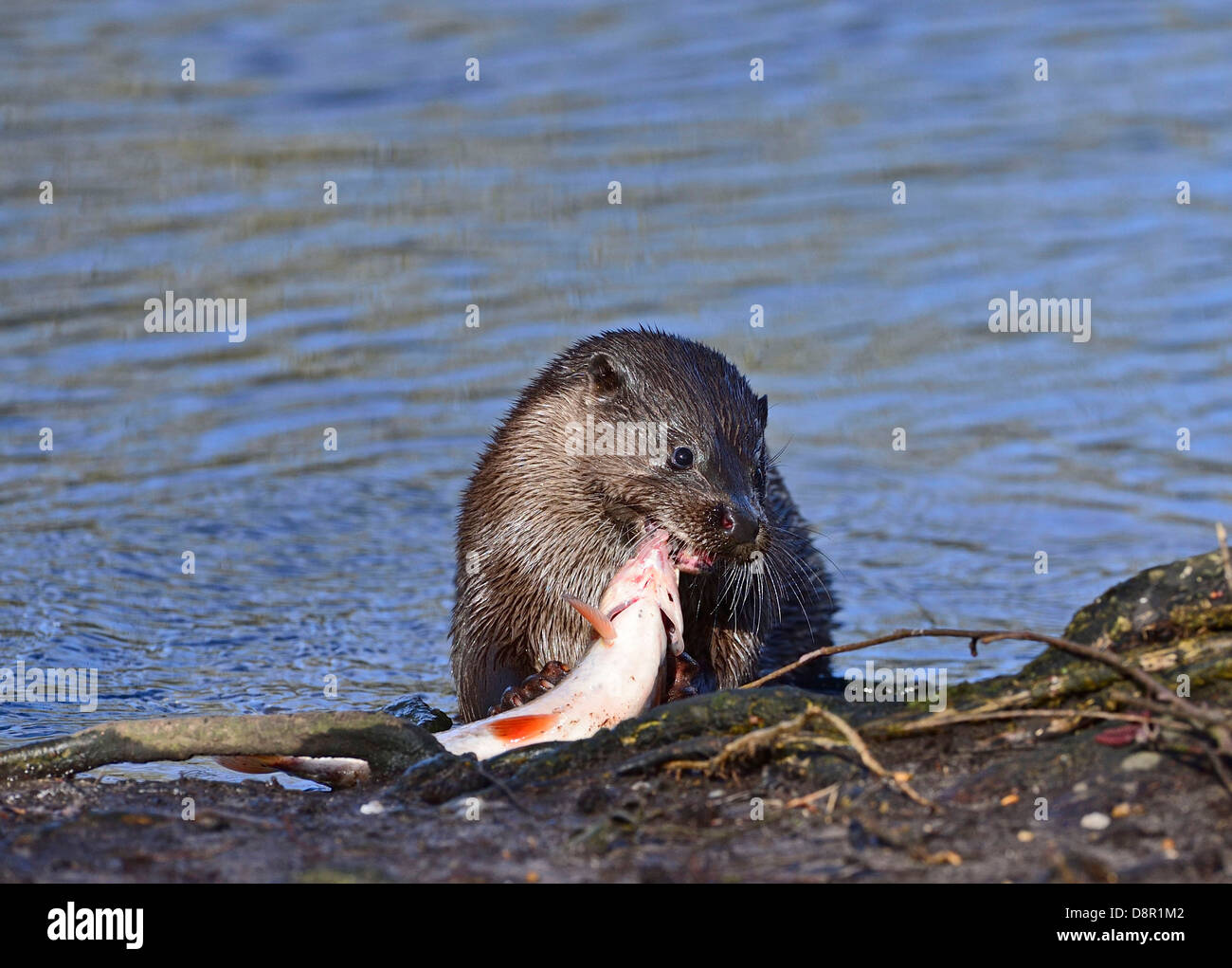 European Otter Lutra lutra with a large fish (Roach) on River Thet at Thetford Norfolk Stock Photo