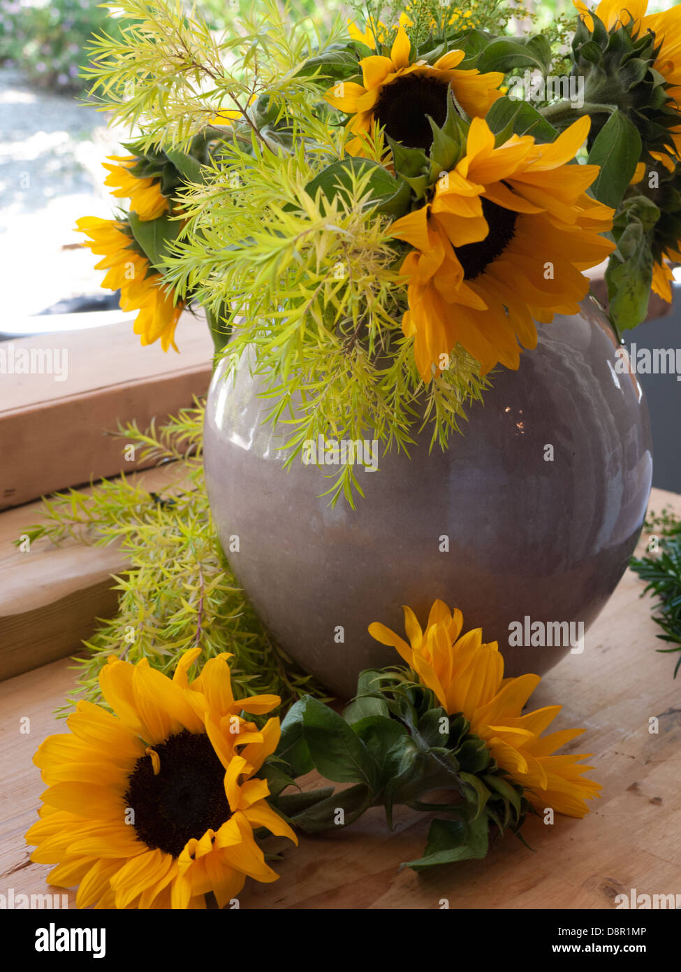 Large yellow sunflowers in round grey vase with feathery greenery Stock
