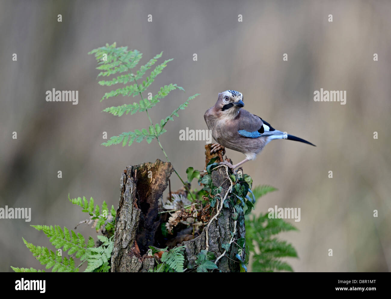 Jay, Garrulus glandarius searching for acorns in woodland Norfolk UK Stock Photo
