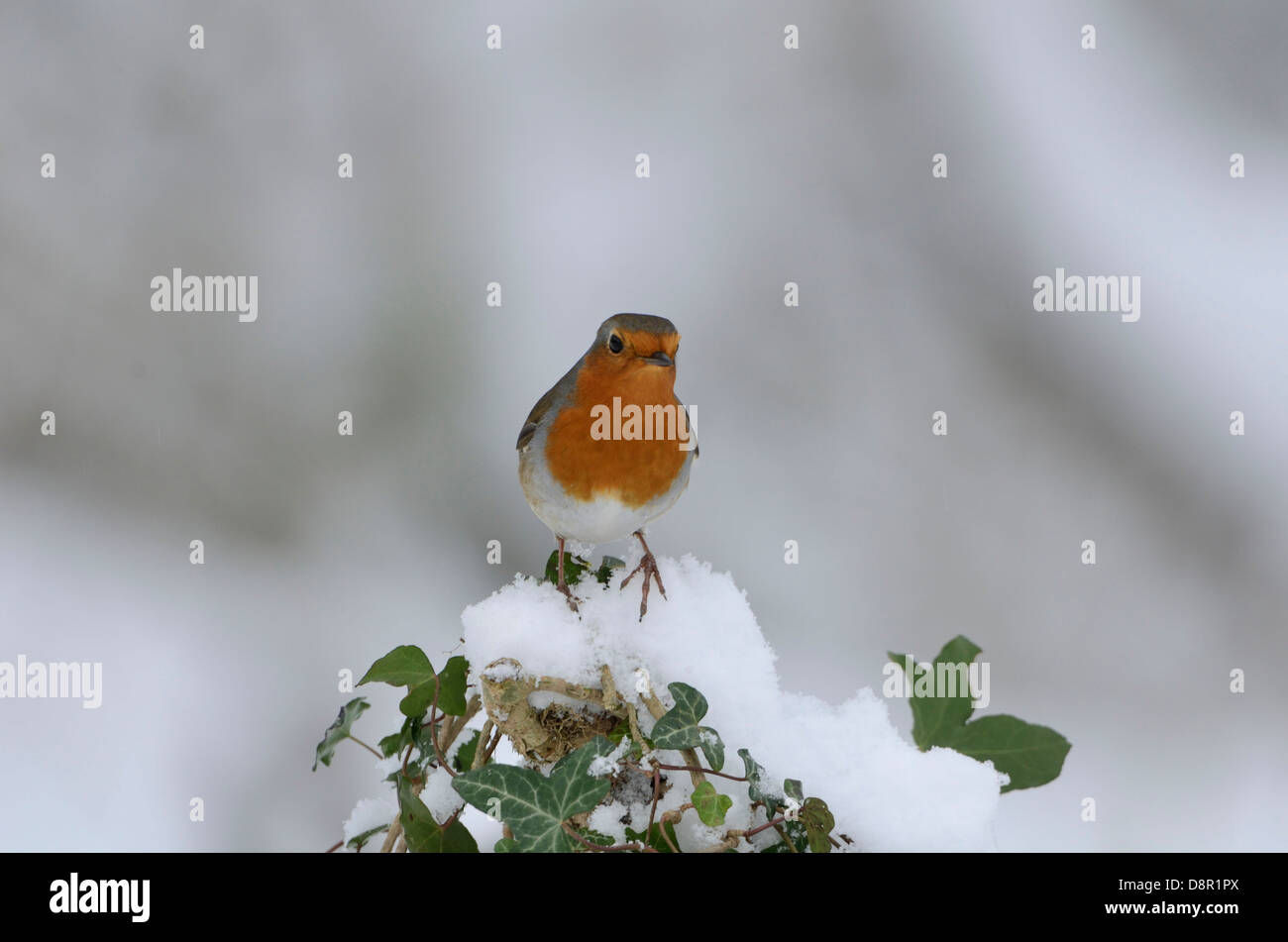 Robin Erithacus rubecula puffed up in cold Norfolk winter Stock Photo Alamy