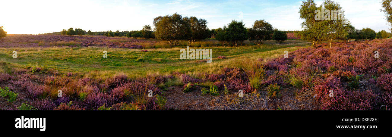 Lowland heath on Minsmere RSPB Reserve within the Suffolk Sandlings Suffolk in august Stock Photo