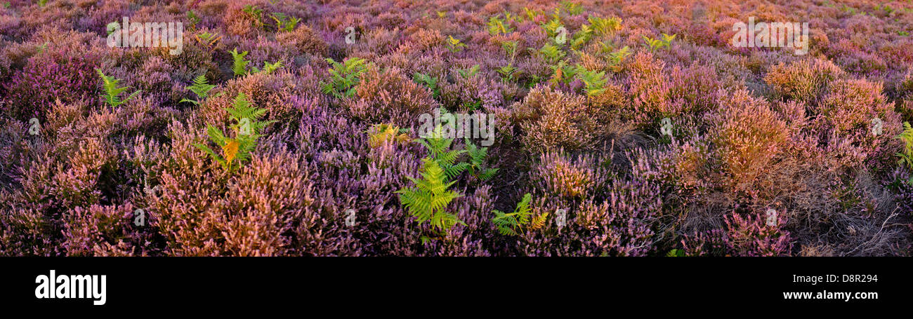 Lowland heath on Minsmere RSPB Reserve within the Suffolk Sandlings Suffolk in august Stock Photo