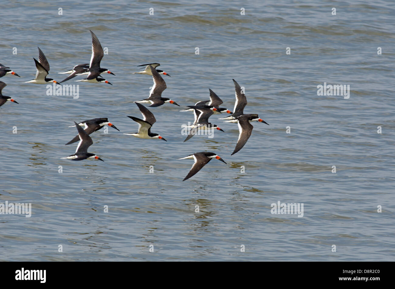 Black Skimmers Rynchops niger Cape May USA Stock Photo