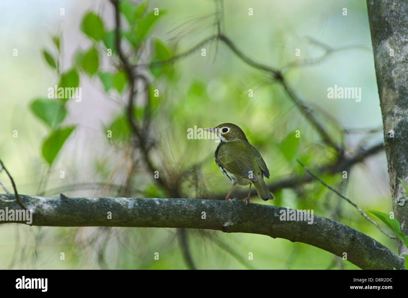 Ovenbird Seiurus aurocapilla Cape May New Jersey USA May Stock Photo