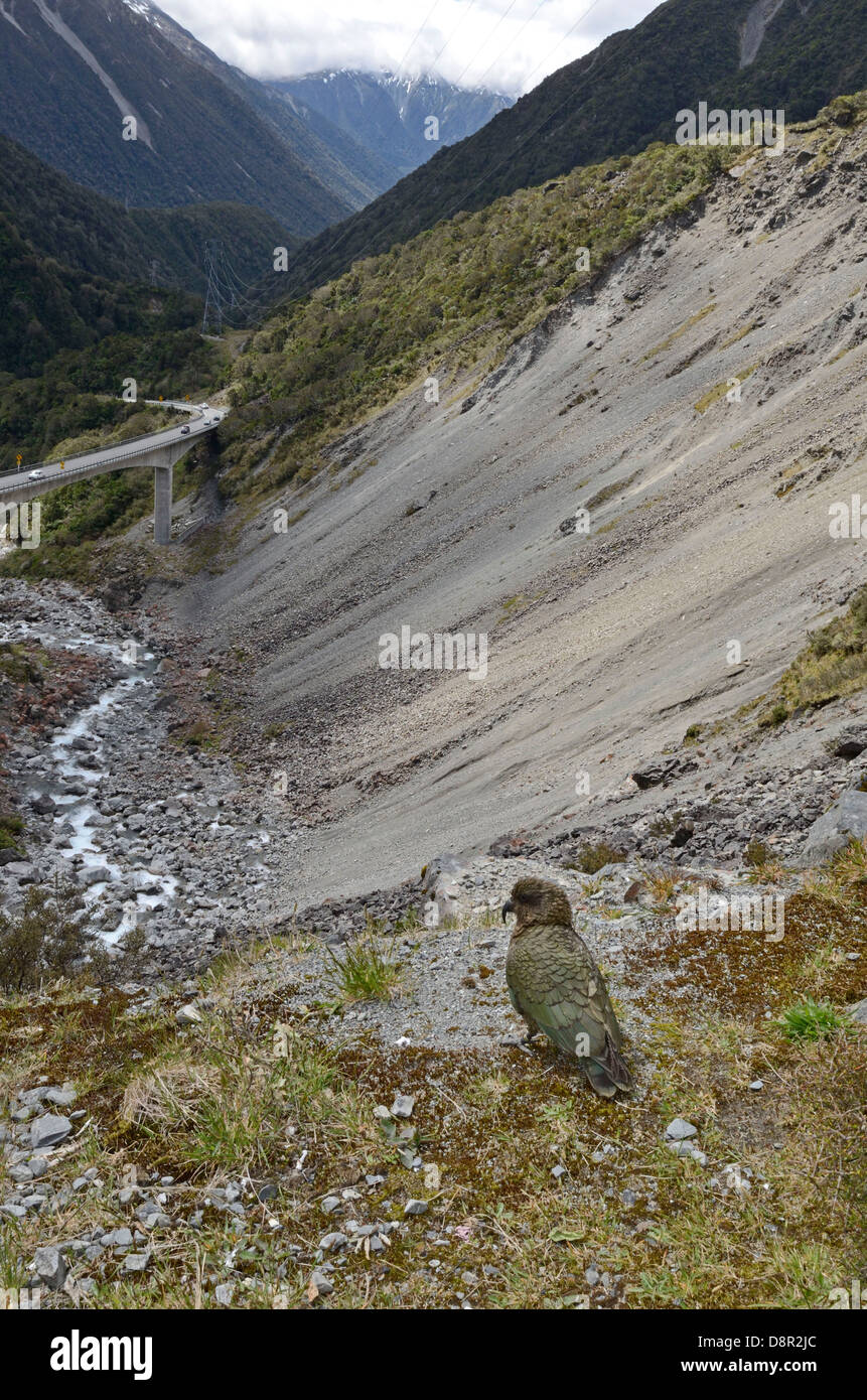 Kea Nestor notabilis Arthur's Pass South Island New Zealand Stock Photo